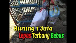 Unboxing Burung Kecil 1 Juta Penggemar