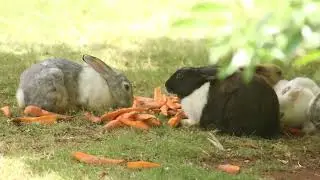 No Copyright Rabbits Footage | No Colour Correction | Use For Your Requiremnts