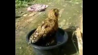 ngintip Neng Bufy indonesia falconry