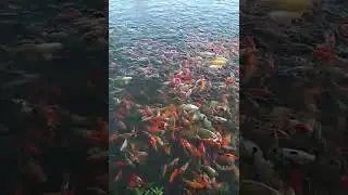 wktu nya sarpan