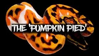 The 'Pumpkin Pied' Ball Python