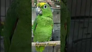 AMAZON PARROT