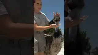 Stompy's a modern day dinosaur 🦖 @itmeJP #shorts #emu #notapet #collab #alveus #mayahiga