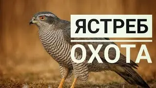 Hawk the Goshawk. Ryskul Shyikymbaev. Kyrgyzstan