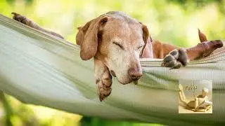 Relax Jazz