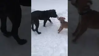 Войс Вельд Циклон Айк