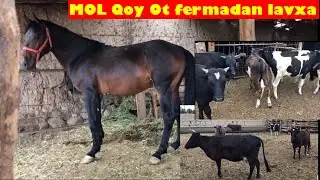 MOL va OT boqish Fermamizdan ozgina video lavxa