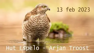 Vogelhut Espelo van Arjan Troost - 13 februari 2023