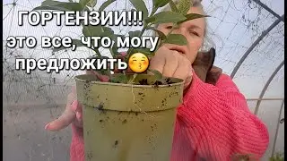 Гортензии для вас весна 2024. Что могу предложить для сада.
