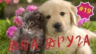 Приколы про животных. Смешное видео про котов, собак и не только. Такого Вы еще не видели! Выпуск 19