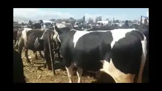 Сокулук МАЛБАЗАР БУКА ЖАНА СААН УЙЛАР