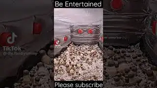 Timelapse of mushrooms growing #shorts #trending #subscribe #like