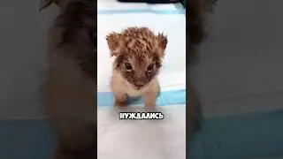 Best friends lion and tiger 🦁 🐯 