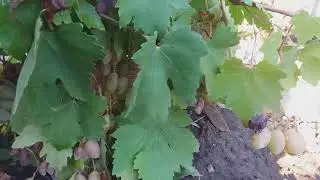 🍇ВИНОГРАД "ПРЕОБРАЖЕНИЕ"