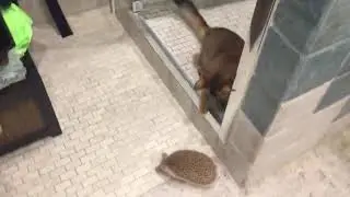 пвп на караване