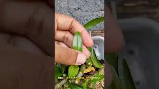 Colocar Casca de Ovo nas plantinhas