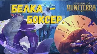 Белка боксер. ФАН или новая МЕТА?