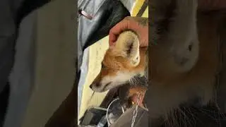 Спасенный 🦊 лис