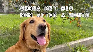 Simba met his mom after a whole month #simba #goldenretriever #dogmom #viralvideos