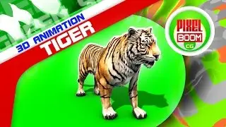 Green Screen Tiger Run Roar Animals - Footage  PixelBoomCG