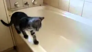 Кот упал в ванную :)