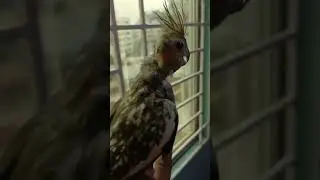আমাদের ককটেল পাখি  পোষ  মানানোর চেষ্টা করছি।