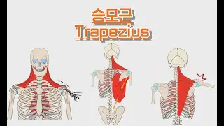 승모근/등세모근/Trapezius muscle 완전 정복!