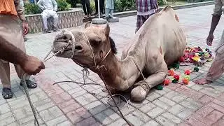 dangerous camel 2022 || camel qurbani 2022 || big camel