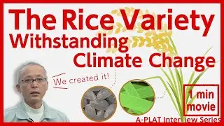 【Adaptation measures】The rice variety withstanding climate change「fufufu」