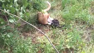 Seals. Funny family of cats met on our way)))