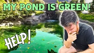 Why Is My Pond Green?  | Natural Ways To Clear Water & Prevention