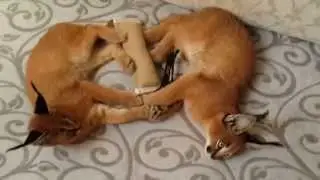 ♔VipLeo. Африканские каракалочки Ганда и Шери. Caracal