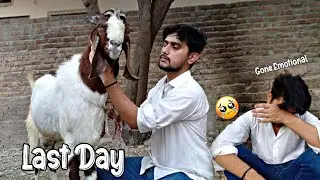 Kuku Ki Qurbani Sab Emotional Hogy 🥺 Last Day With My Goat 🐐🥲
