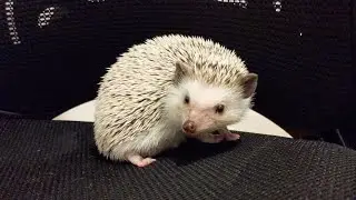 Introducing My New Hedgehog Sputnik