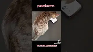 реакция кота 🤦‍♀️