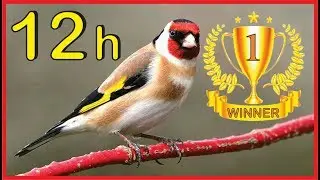 BEST 12h GOLDFINCH Winner