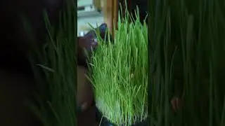 cat 🌱 vitamins for cats