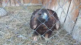 Беркут семейства орлиных