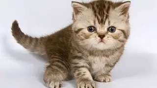 Утренний Стрим