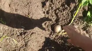 В деревне. Занимаюсь прополкой .