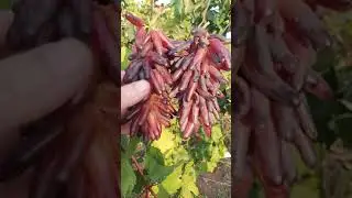 Виноград кишмиш Хелловін ( Відьмині пальці)