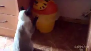 Кот и тигр