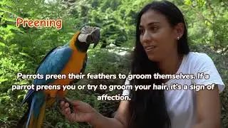What is your parrot trying to tell you?