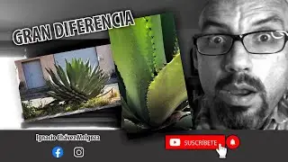 Fotografía de Flores y Plantas