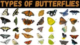 Types Of Butterflies | Butterfly | Butterflies For Kids #butterfly #education