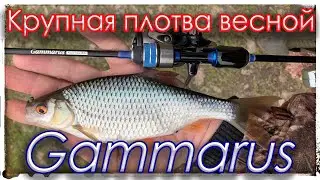 Крупная плотва весной. Gammarus 0.1 - 0.6 г. Мормышинг