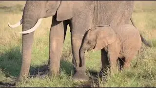Peaceful Calm Elephants Roaming Grasslands & Playing In Water  |  Soothing, Relaxation, Sleep, Heal