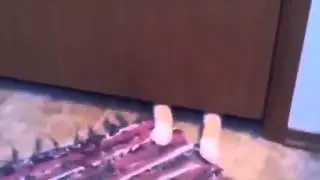 Смешные кошки! Котик крадет коврик!!  ржу не могу