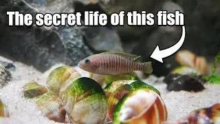 African Shell dweller aquarium fish tank