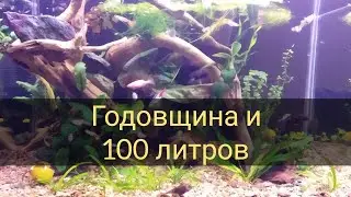 100 литров и годовщина. 2 недели с запуска аквариума и год с начала аквариумистики.